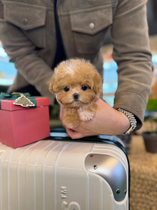 Maltipoo - Hockey(Male) - Beautiful puppy teacup puppy with adorable features available for adoption from Velydog