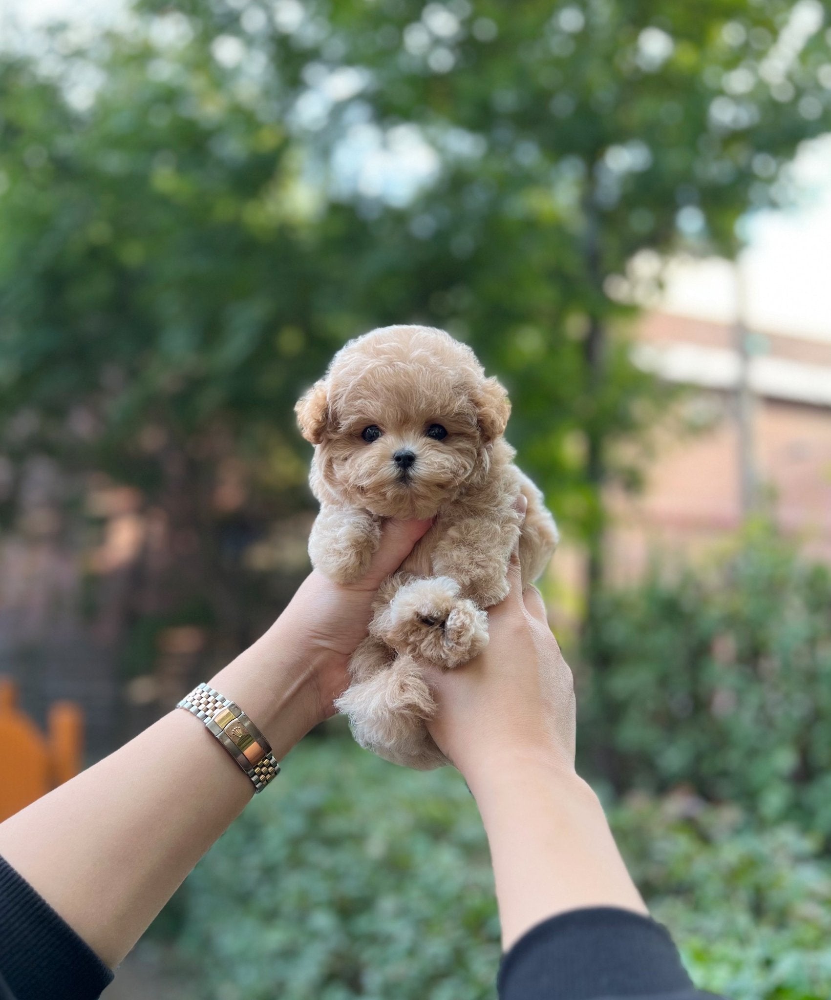 Maltipoo - Hodong(Male) - Beautiful puppy teacup puppy with adorable features available for adoption from Velydog