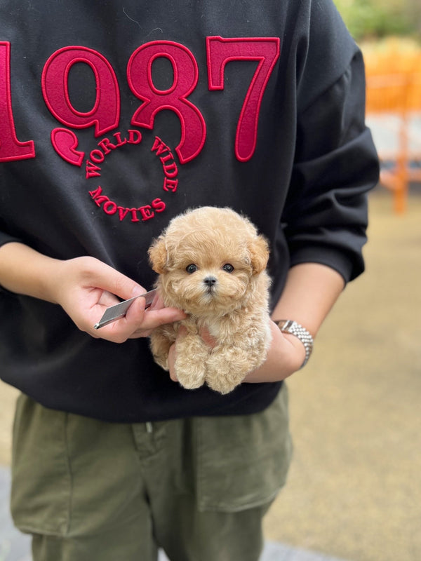 Maltipoo - Hodong(Male) - Beautiful puppy teacup puppy with adorable features available for adoption from Velydog
