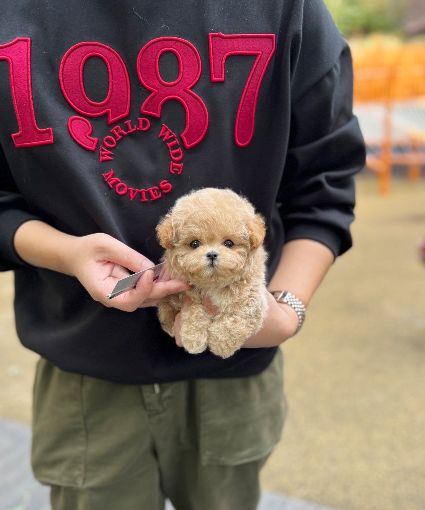 Maltipoo - Hodong(Male) - Beautiful puppy teacup puppy with adorable features available for adoption from Velydog