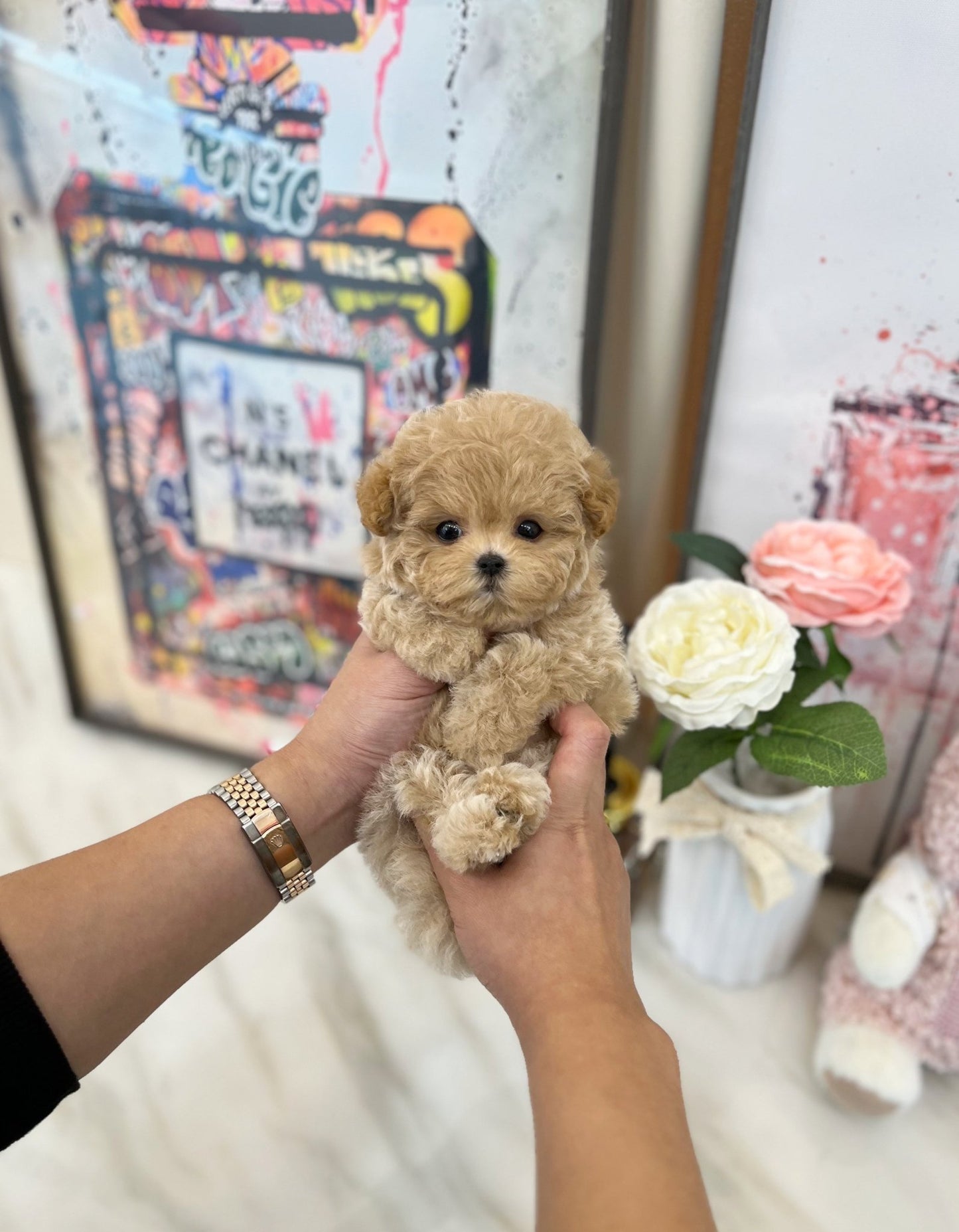 Maltipoo - Hodong(Male) - Beautiful puppy teacup puppy with adorable features available for adoption from Velydog