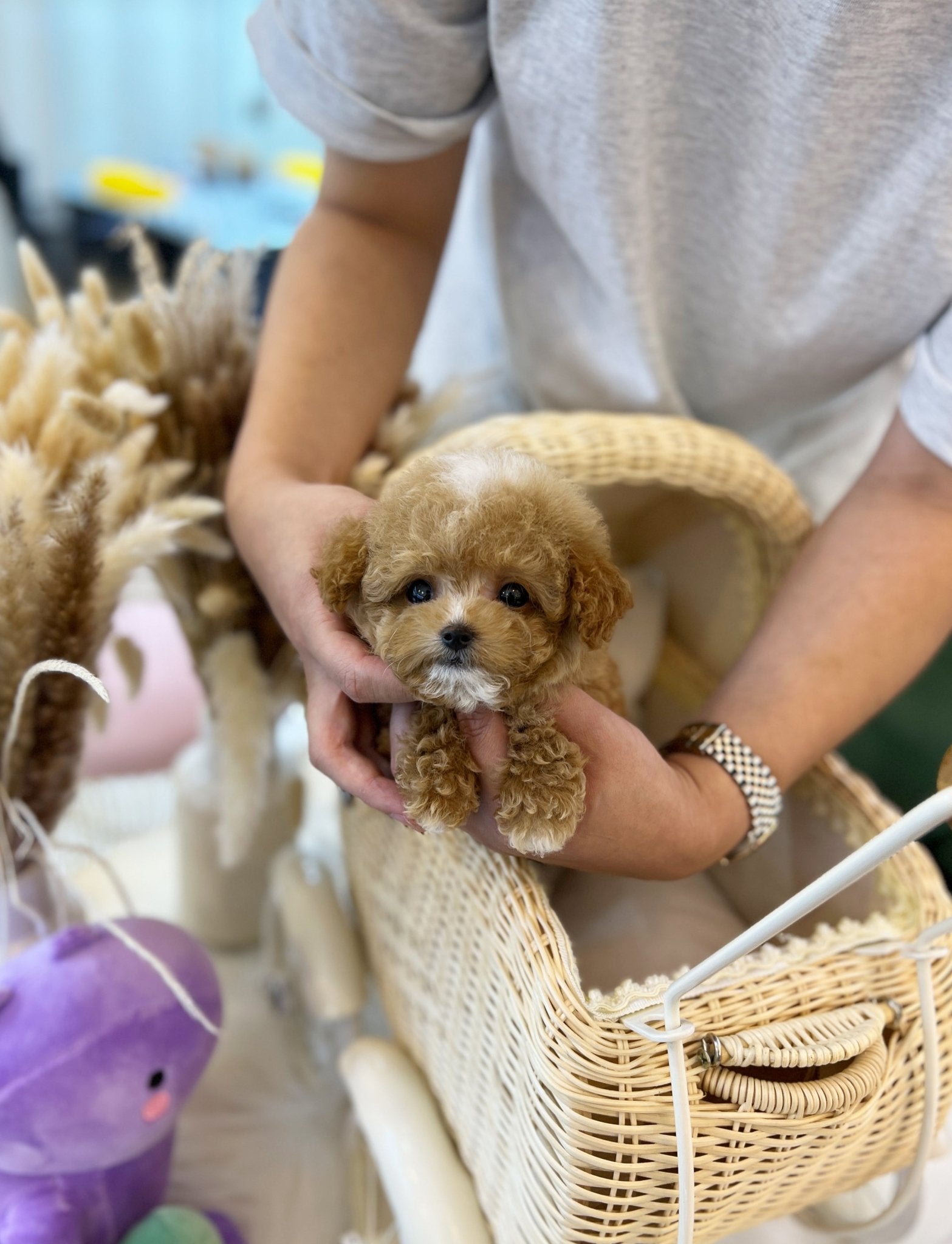 Maltipoo - Hoody(Male) - Beautiful puppy teacup puppy with adorable features available for adoption from Velydog