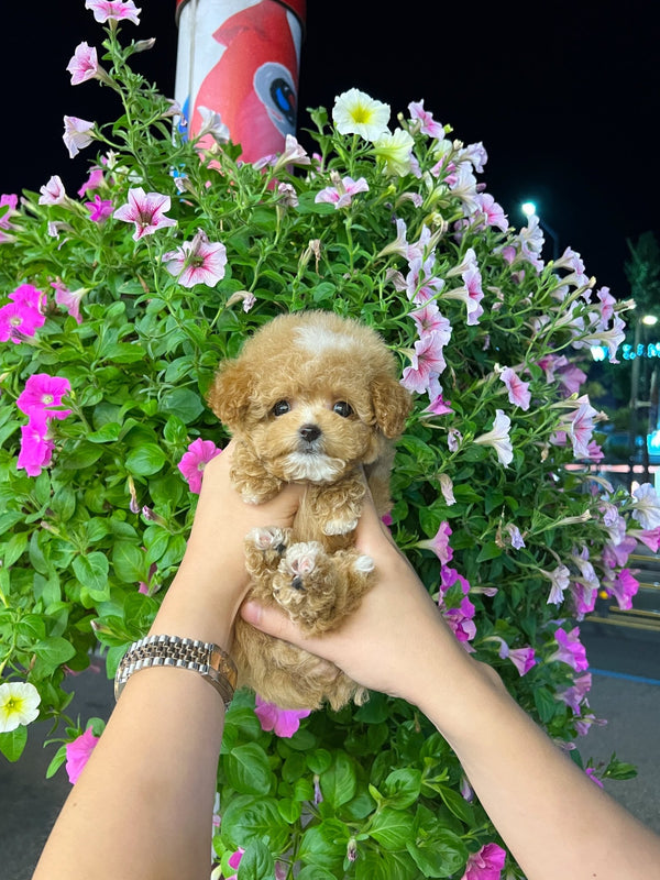 Maltipoo - Hoody(Male) - Beautiful puppy teacup puppy with adorable features available for adoption from Velydog