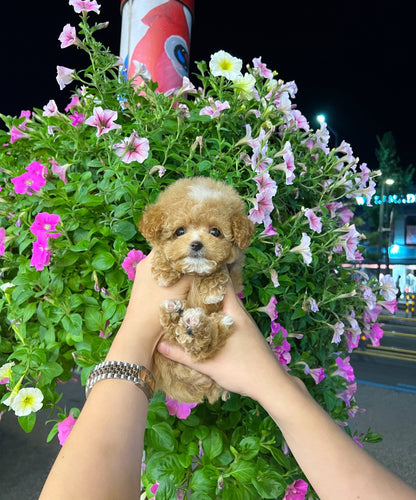 Maltipoo - Hoody(Male) - Beautiful puppy teacup puppy with adorable features available for adoption from Velydog