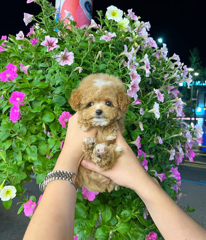 Maltipoo - Hoody(Male) - Beautiful puppy teacup puppy with adorable features available for adoption from Velydog