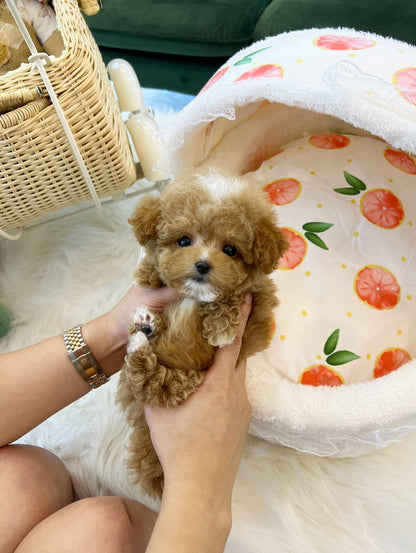 Maltipoo - Hoody(Male) - Beautiful puppy teacup puppy with adorable features available for adoption from Velydog