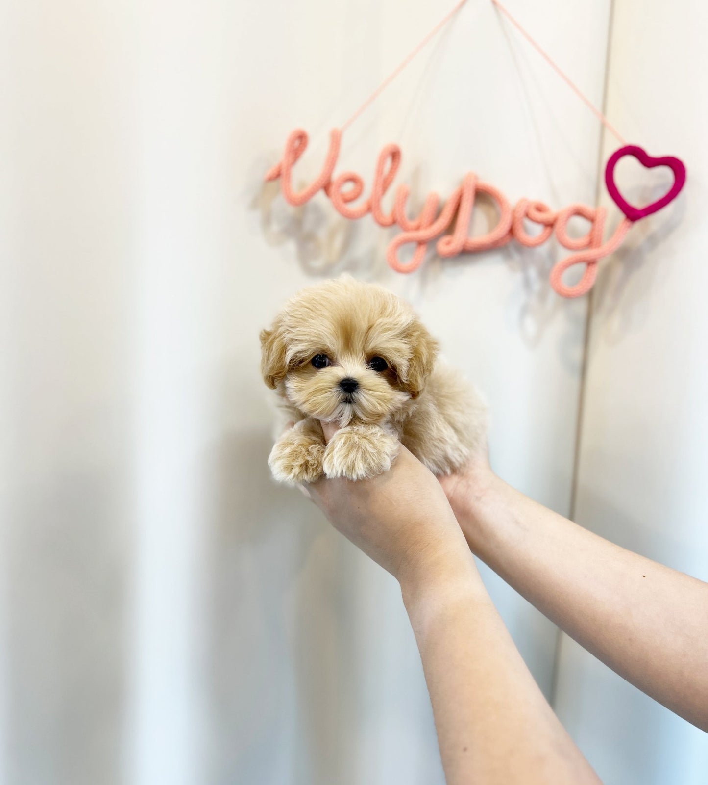 Maltipoo - Hope(Male) - Beautiful puppy teacup puppy with adorable features available for adoption from Velydog