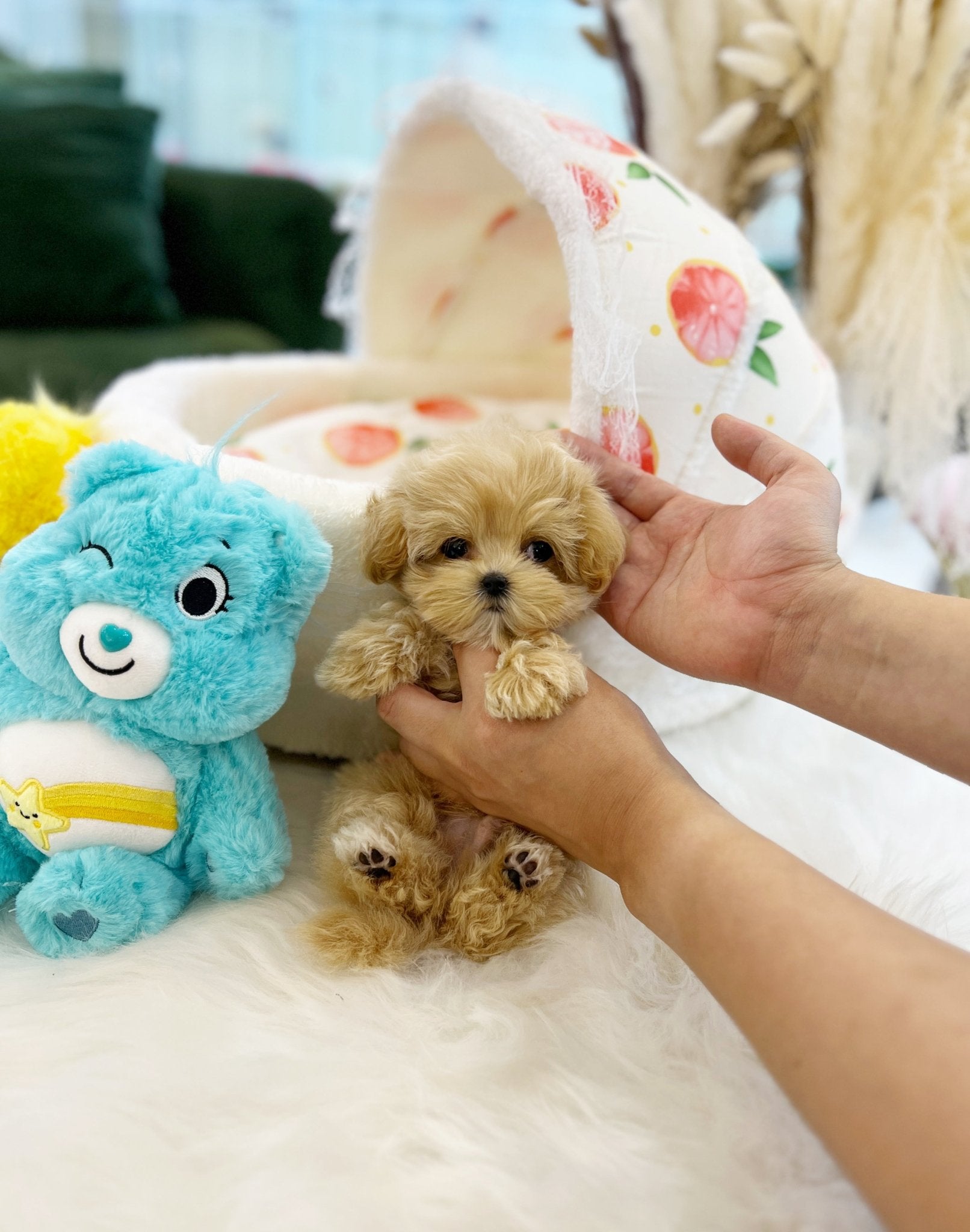 Maltipoo - Hope(Male) - Beautiful puppy teacup puppy with adorable features available for adoption from Velydog