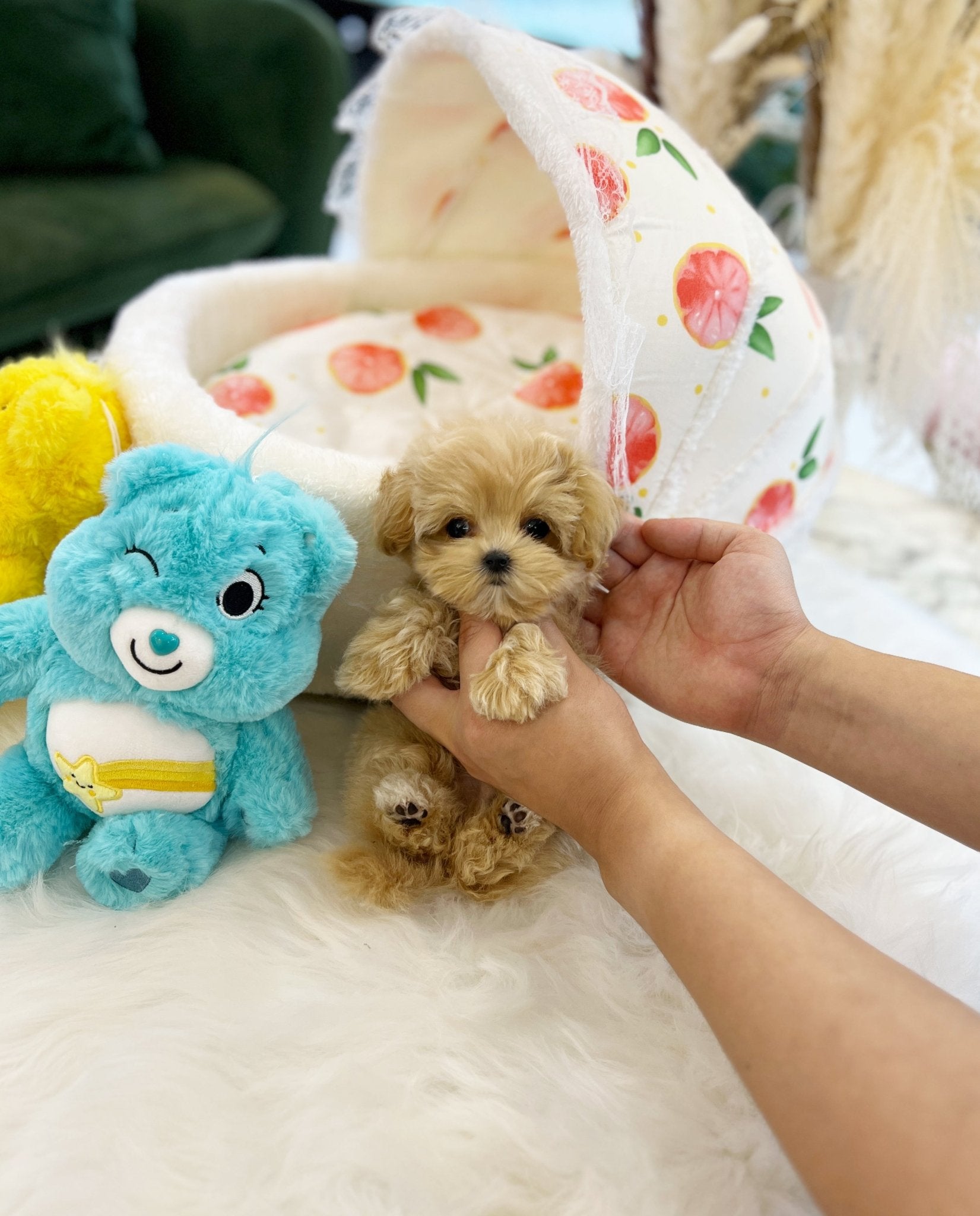 Maltipoo - Hope(Male) - Beautiful puppy teacup puppy with adorable features available for adoption from Velydog