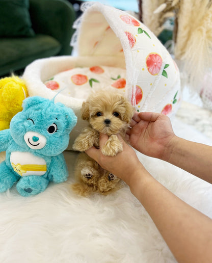 Maltipoo - Hope(Male) - Beautiful puppy teacup puppy with adorable features available for adoption from Velydog