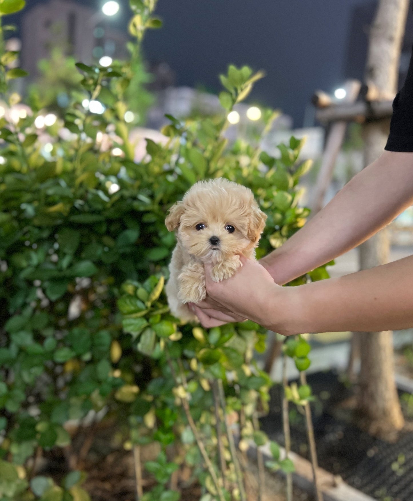 Maltipoo - Hope(Male) - Beautiful puppy teacup puppy with adorable features available for adoption from Velydog