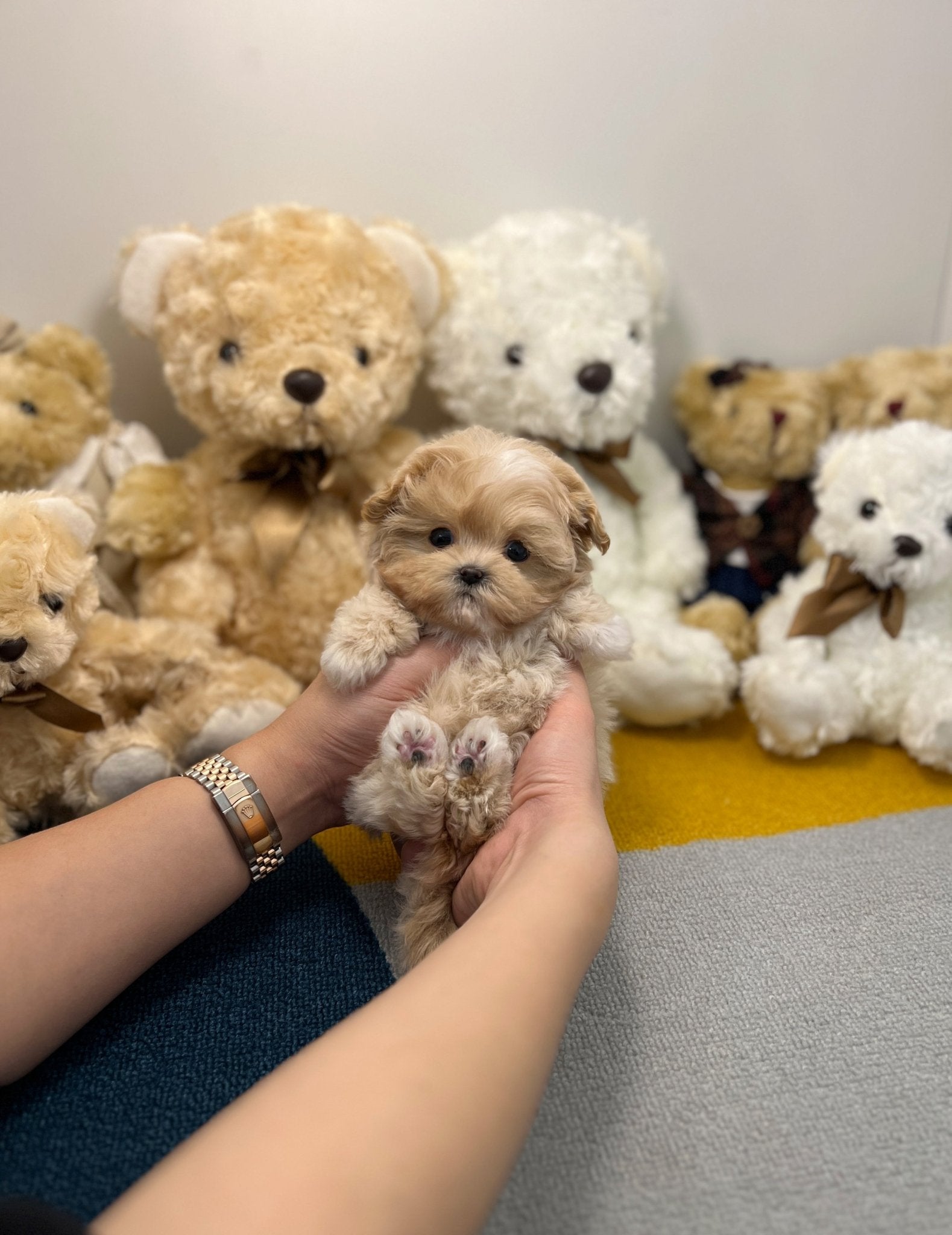 Maltipoo - Hoya - Beautiful puppy teacup puppy with adorable features available for adoption from Velydog