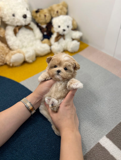 Maltipoo - Hoya - Beautiful puppy teacup puppy with adorable features available for adoption from Velydog