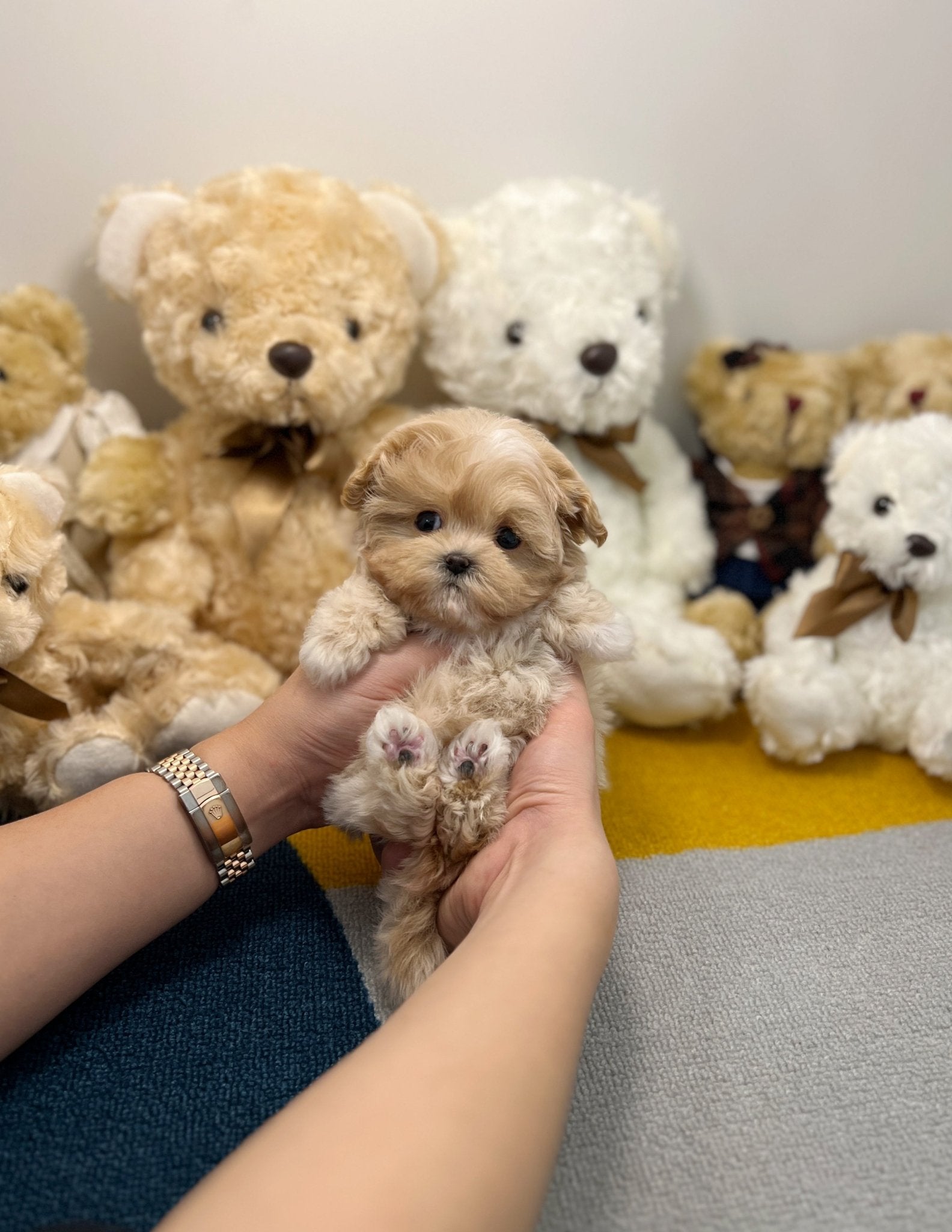 Maltipoo - Hoya - Beautiful puppy teacup puppy with adorable features available for adoption from Velydog