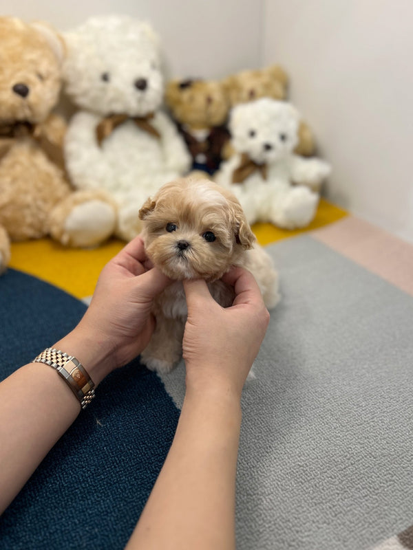 Maltipoo - Hoya - Beautiful puppy teacup puppy with adorable features available for adoption from Velydog