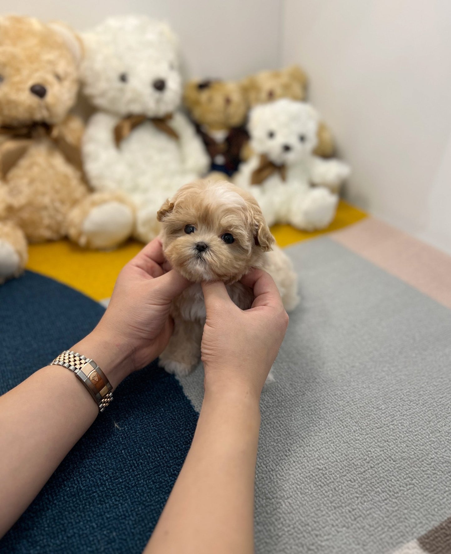 Maltipoo - Hoya - Beautiful puppy teacup puppy with adorable features available for adoption from Velydog