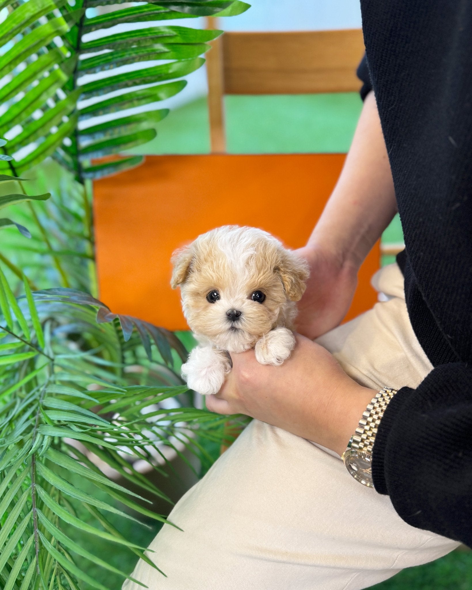 Maltipoo - Hui(Male) - Beautiful puppy teacup puppy with adorable features available for adoption from Velydog