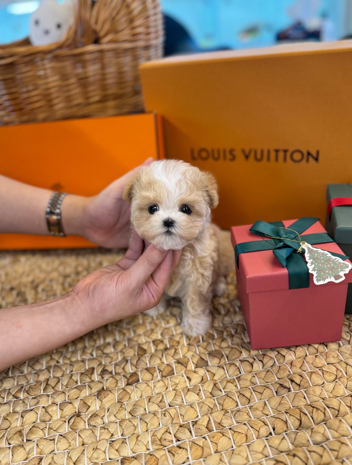 Maltipoo - Hui(Male) - Beautiful puppy teacup puppy with adorable features available for adoption from Velydog