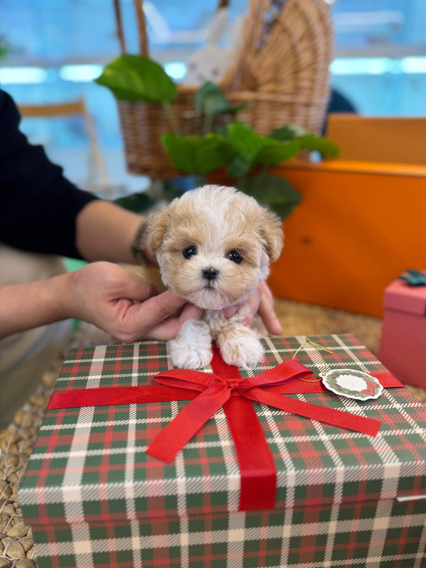 Maltipoo - Hui(Male) - Beautiful puppy teacup puppy with adorable features available for adoption from Velydog