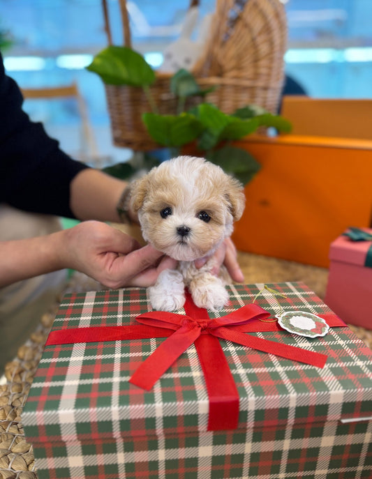 Maltipoo - Hui(Male) - Beautiful puppy teacup puppy with adorable features available for adoption from Velydog