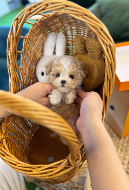 Maltipoo - Hui(Male) - Beautiful puppy teacup puppy with adorable features available for adoption from Velydog