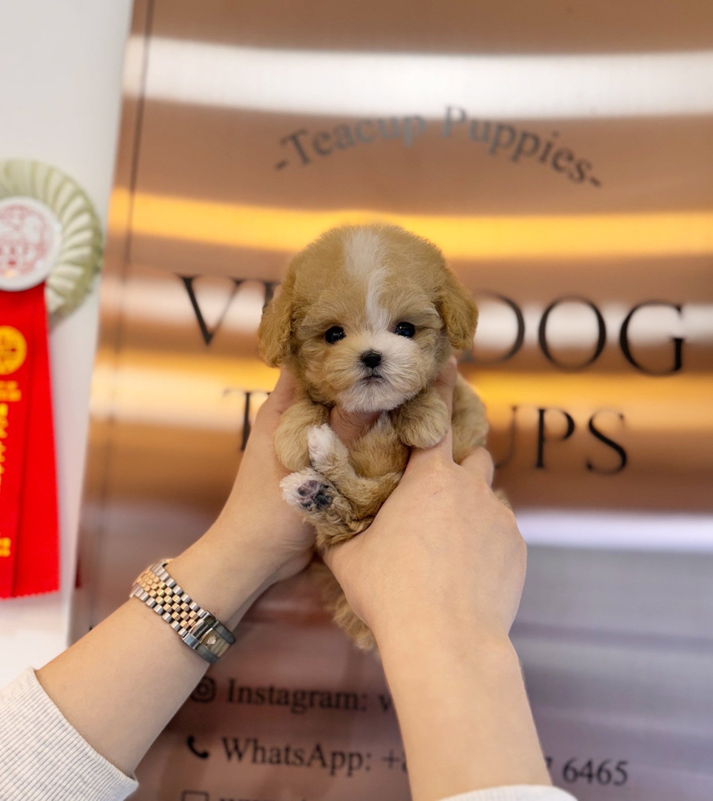 Maltipoo - Ira(Female) - Beautiful puppy teacup puppy with adorable features available for adoption from Velydog