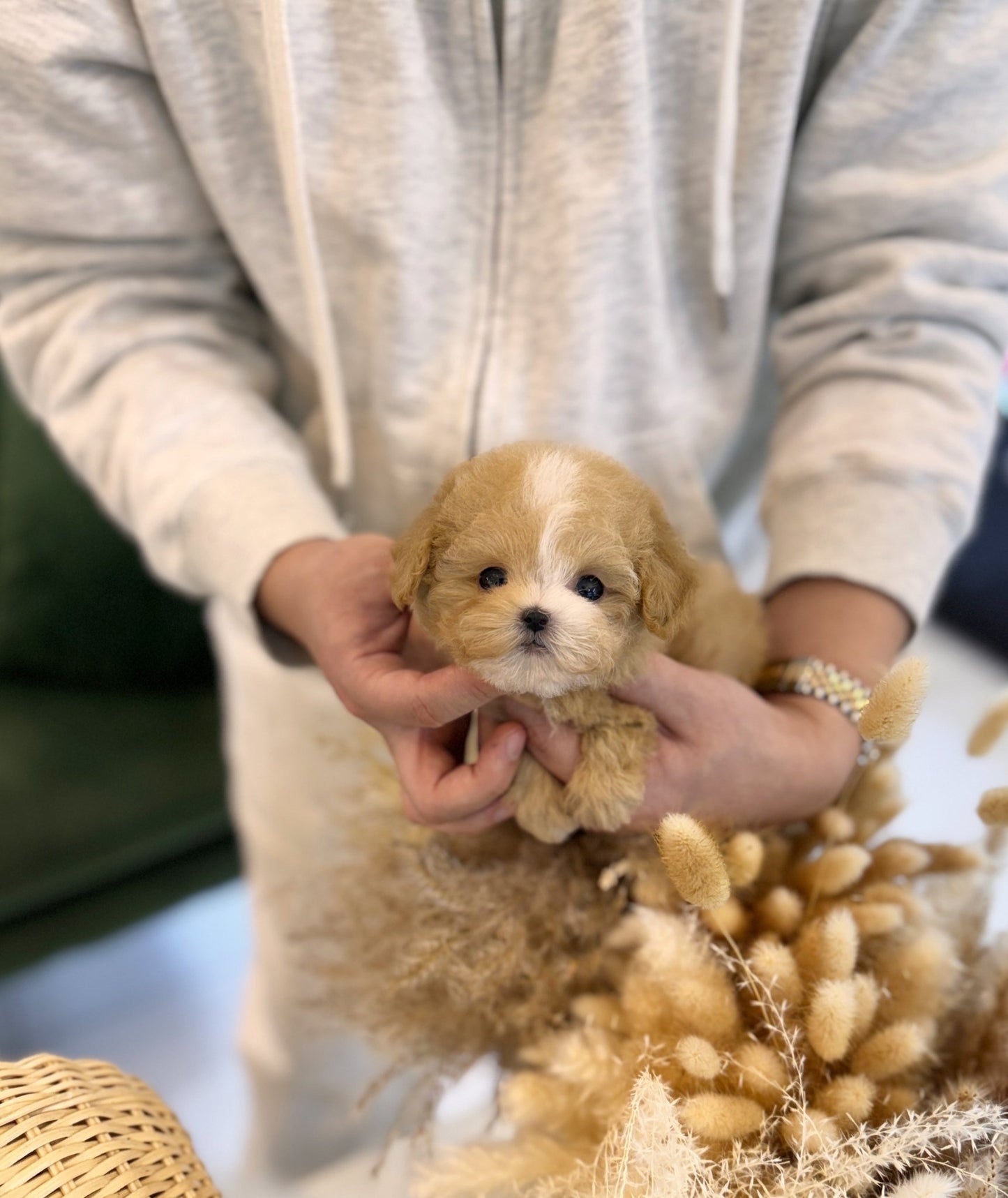 Maltipoo - Ira(Female) - Beautiful puppy teacup puppy with adorable features available for adoption from Velydog