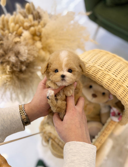 Maltipoo - Ira(Female) - Beautiful puppy teacup puppy with adorable features available for adoption from Velydog