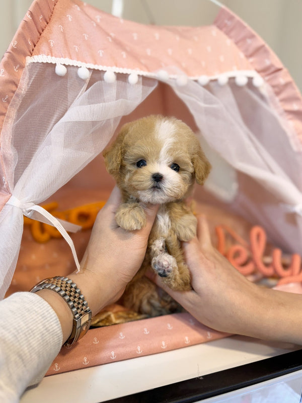 Maltipoo - Ira(Female) - Beautiful puppy teacup puppy with adorable features available for adoption from Velydog