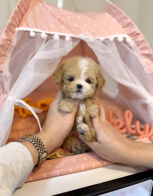 Maltipoo - Ira(Female) - Beautiful puppy teacup puppy with adorable features available for adoption from Velydog