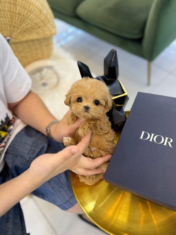 Maltipoo - IU(Female) - Beautiful puppy teacup puppy with adorable features available for adoption from Velydog