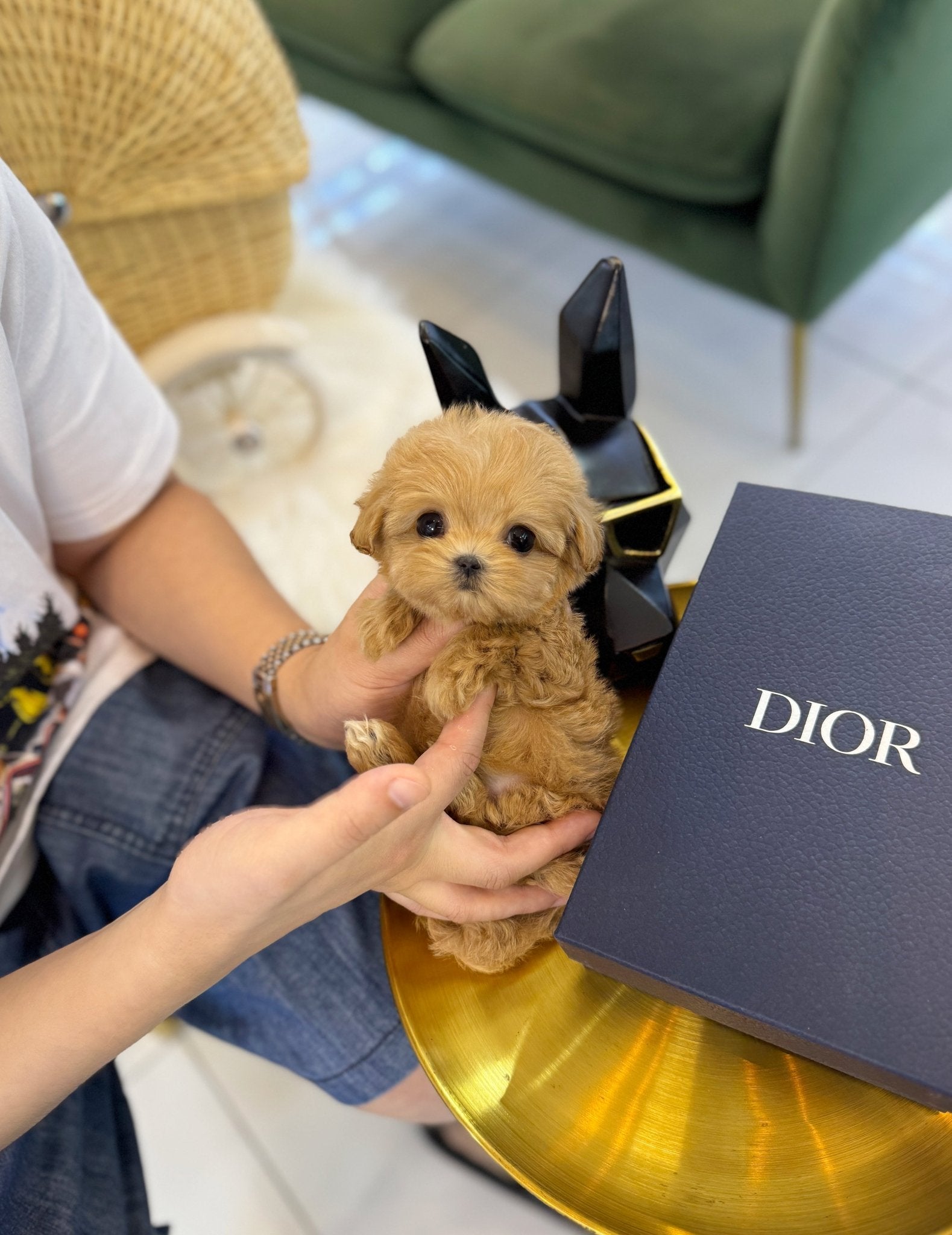 Maltipoo - IU(Female) - Beautiful puppy teacup puppy with adorable features available for adoption from Velydog