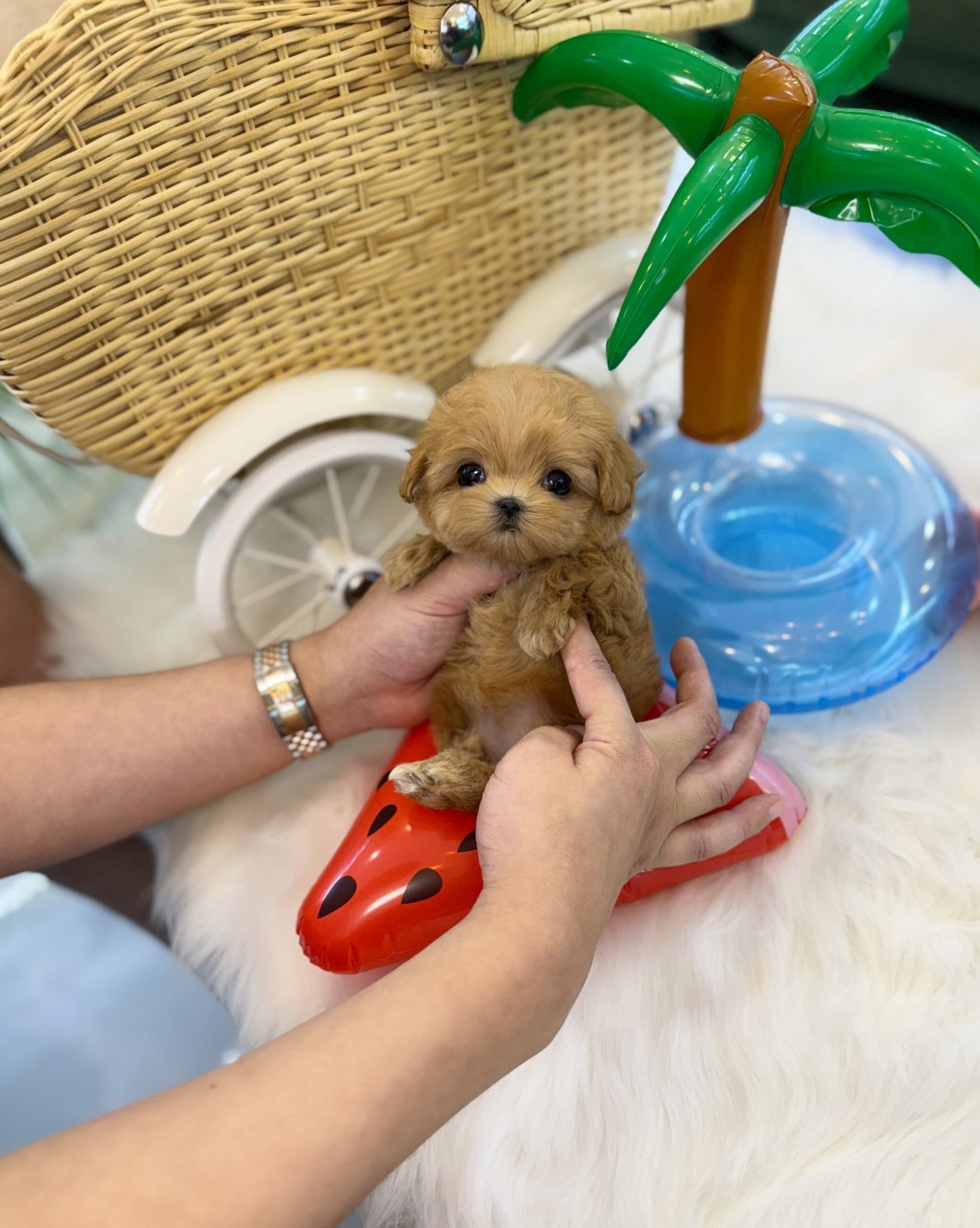 Maltipoo - IU(Female) - Beautiful puppy teacup puppy with adorable features available for adoption from Velydog