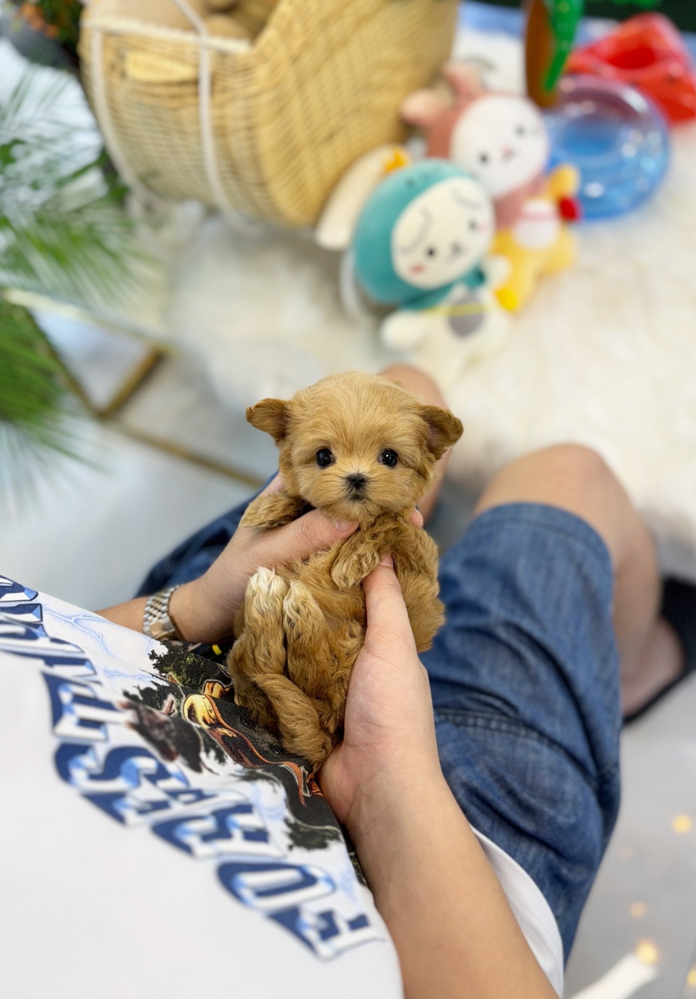 Maltipoo - IU(Female) - Beautiful puppy teacup puppy with adorable features available for adoption from Velydog