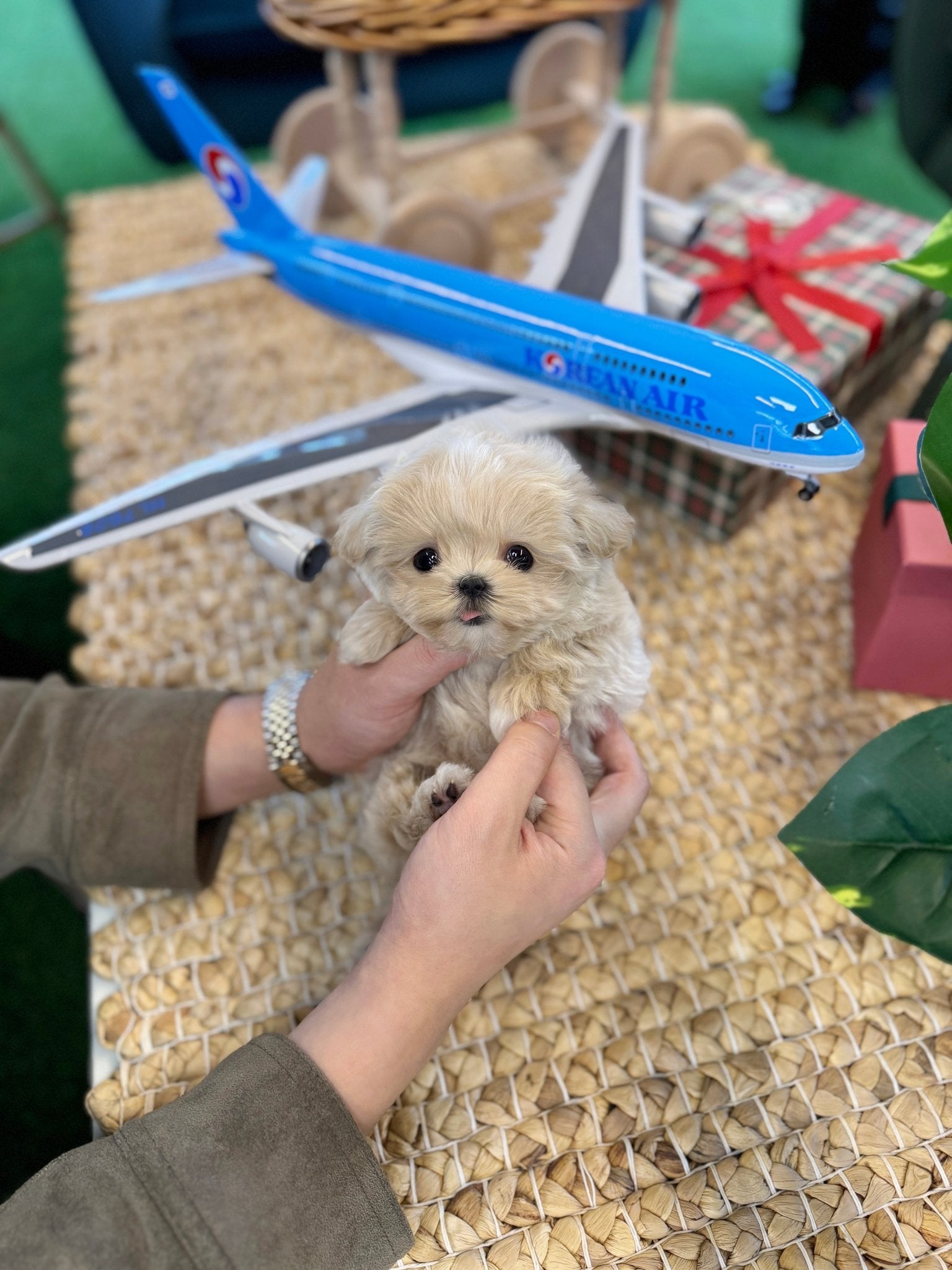 Maltipoo - Ive(Female) - Beautiful puppy teacup puppy with adorable features available for adoption from Velydog