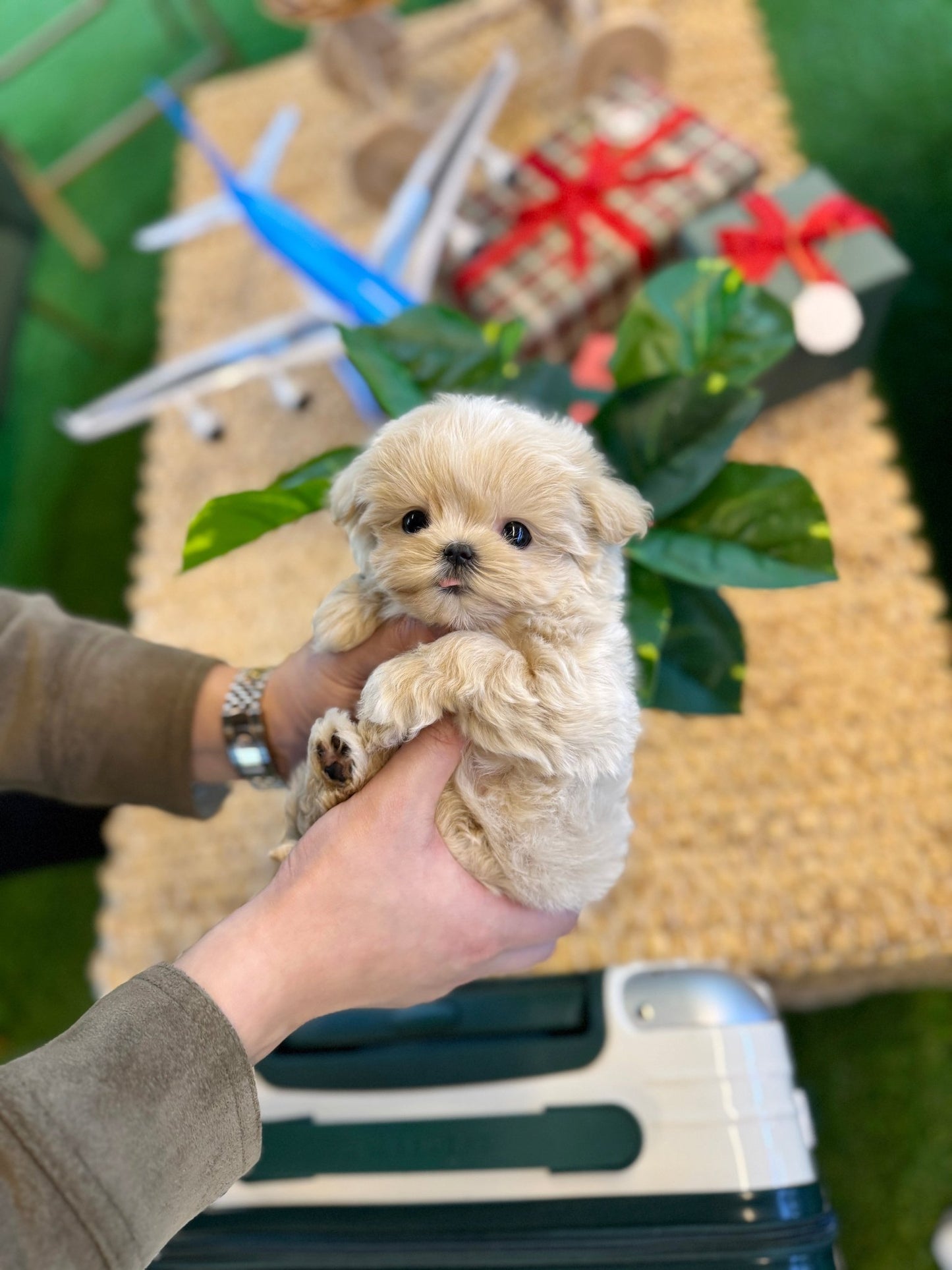 Maltipoo - Ive(Female) - Beautiful puppy teacup puppy with adorable features available for adoption from Velydog