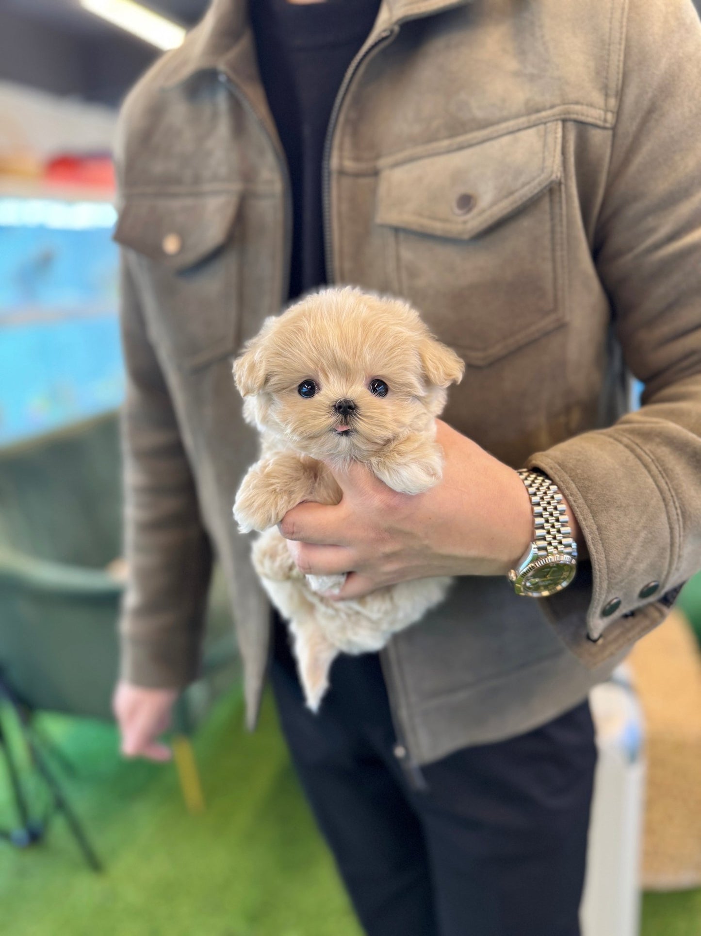 Maltipoo - Ive(Female) - Beautiful puppy teacup puppy with adorable features available for adoption from Velydog