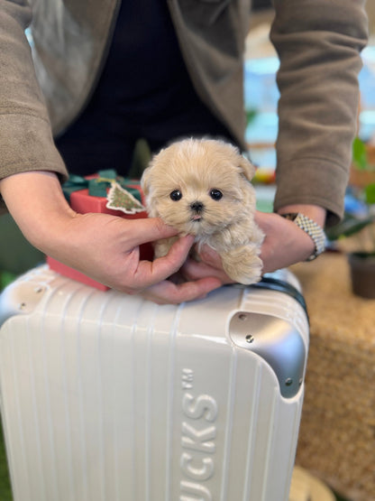 Maltipoo - Ive(Female) - Beautiful puppy teacup puppy with adorable features available for adoption from Velydog