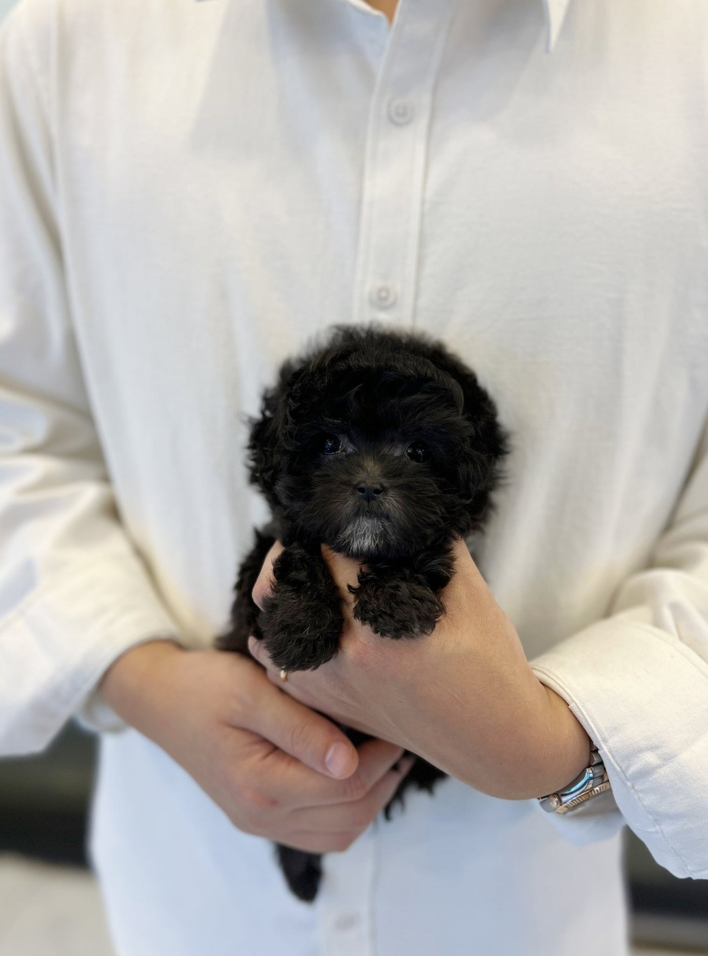 Maltipoo - Jack - Beautiful puppy teacup puppy with adorable features available for adoption from Velydog