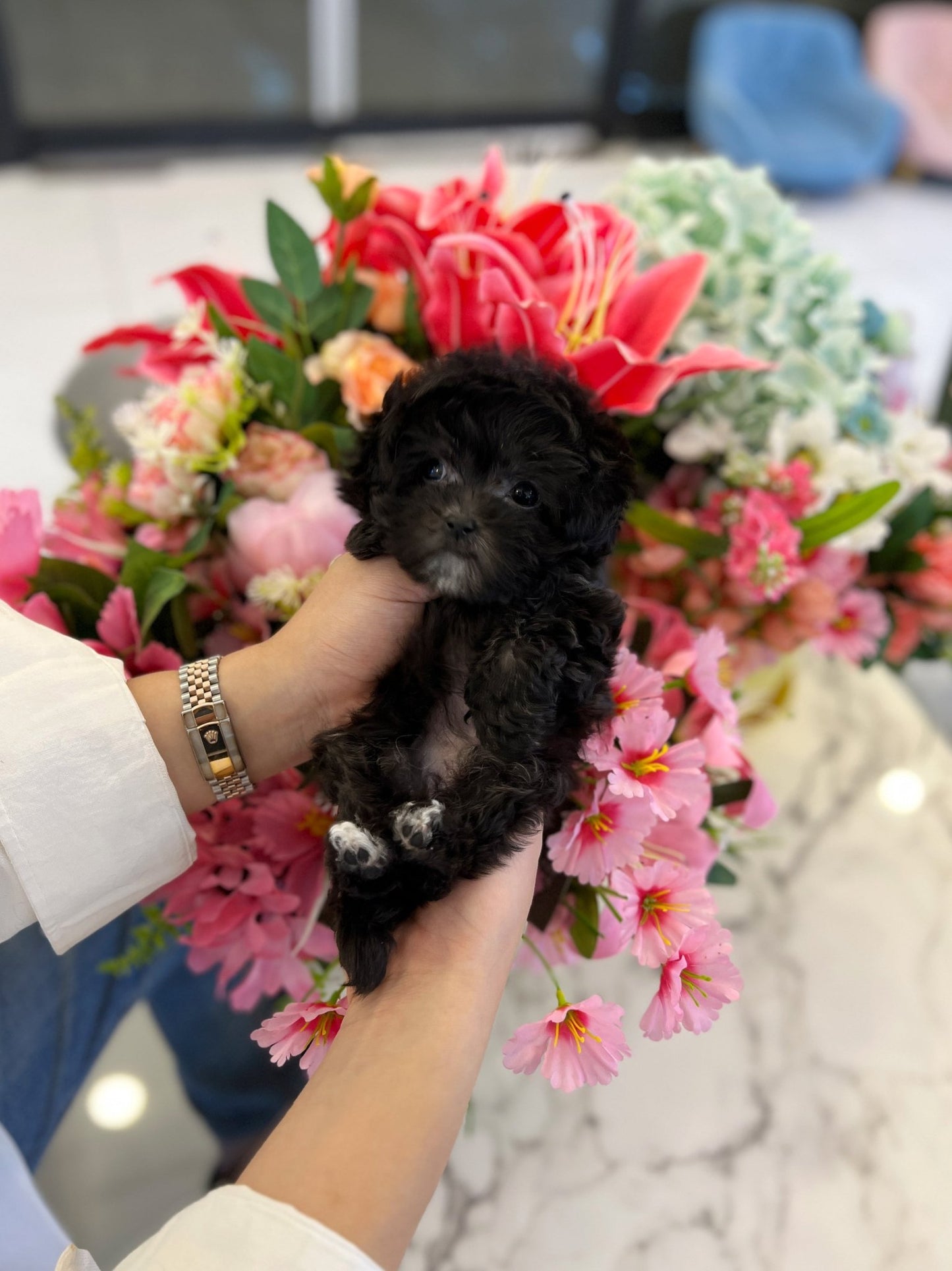 Maltipoo - Jack - Beautiful puppy teacup puppy with adorable features available for adoption from Velydog