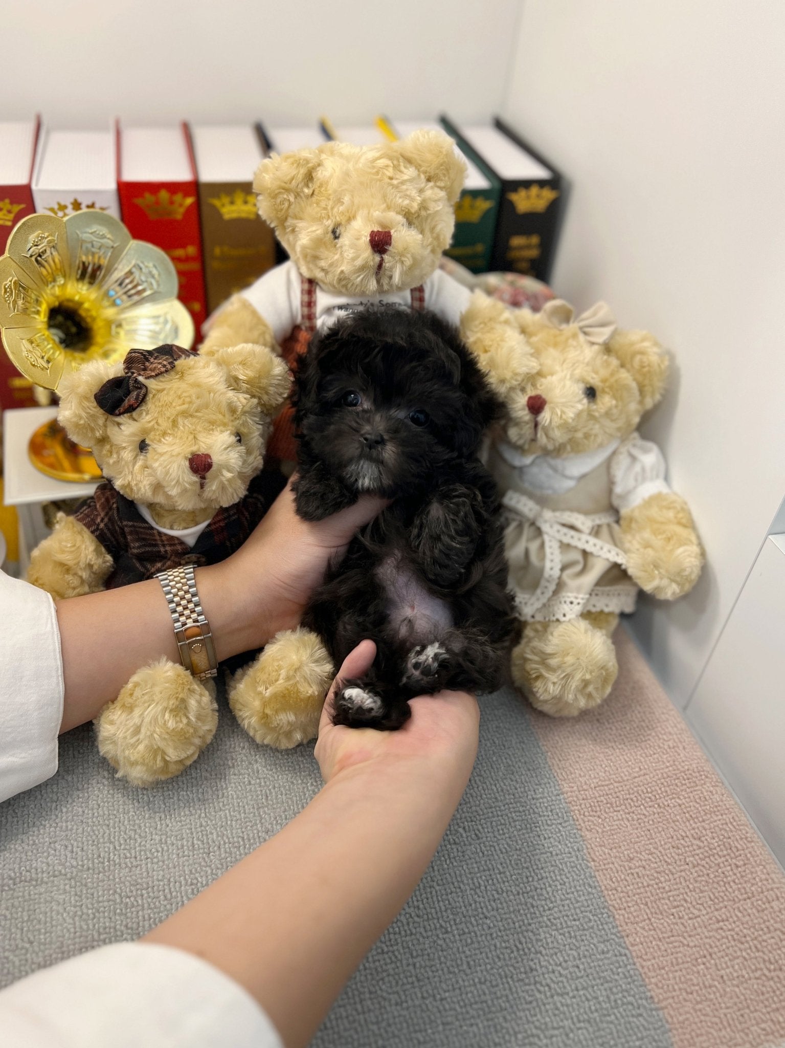 Maltipoo - Jack - Beautiful puppy teacup puppy with adorable features available for adoption from Velydog