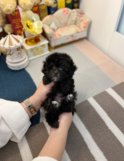 Maltipoo - Jack - Beautiful puppy teacup puppy with adorable features available for adoption from Velydog