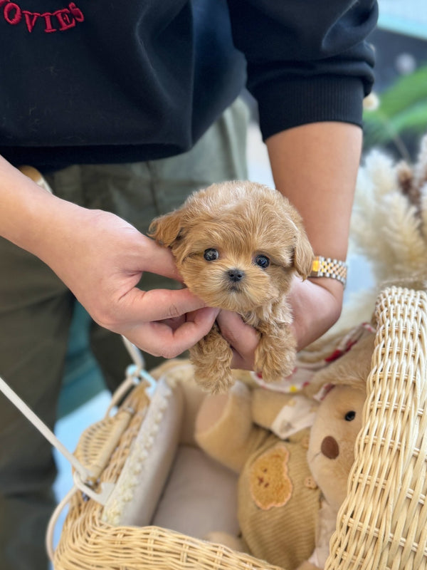 Maltipoo - Jammy(Female) - Beautiful puppy teacup puppy with adorable features available for adoption from Velydog