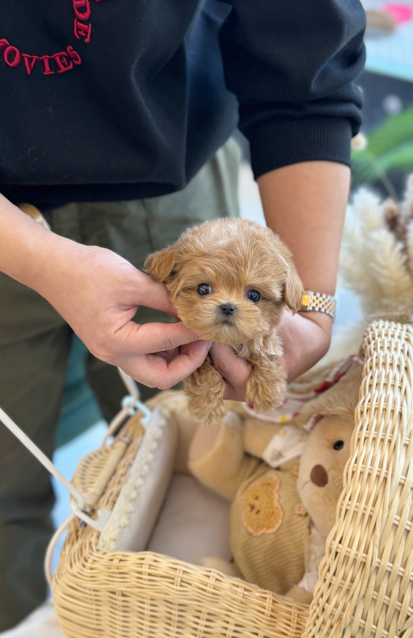 Maltipoo - Jammy(Female) - Beautiful puppy teacup puppy with adorable features available for adoption from Velydog