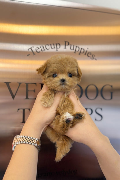 Maltipoo - Jammy(Female) - Beautiful puppy teacup puppy with adorable features available for adoption from Velydog