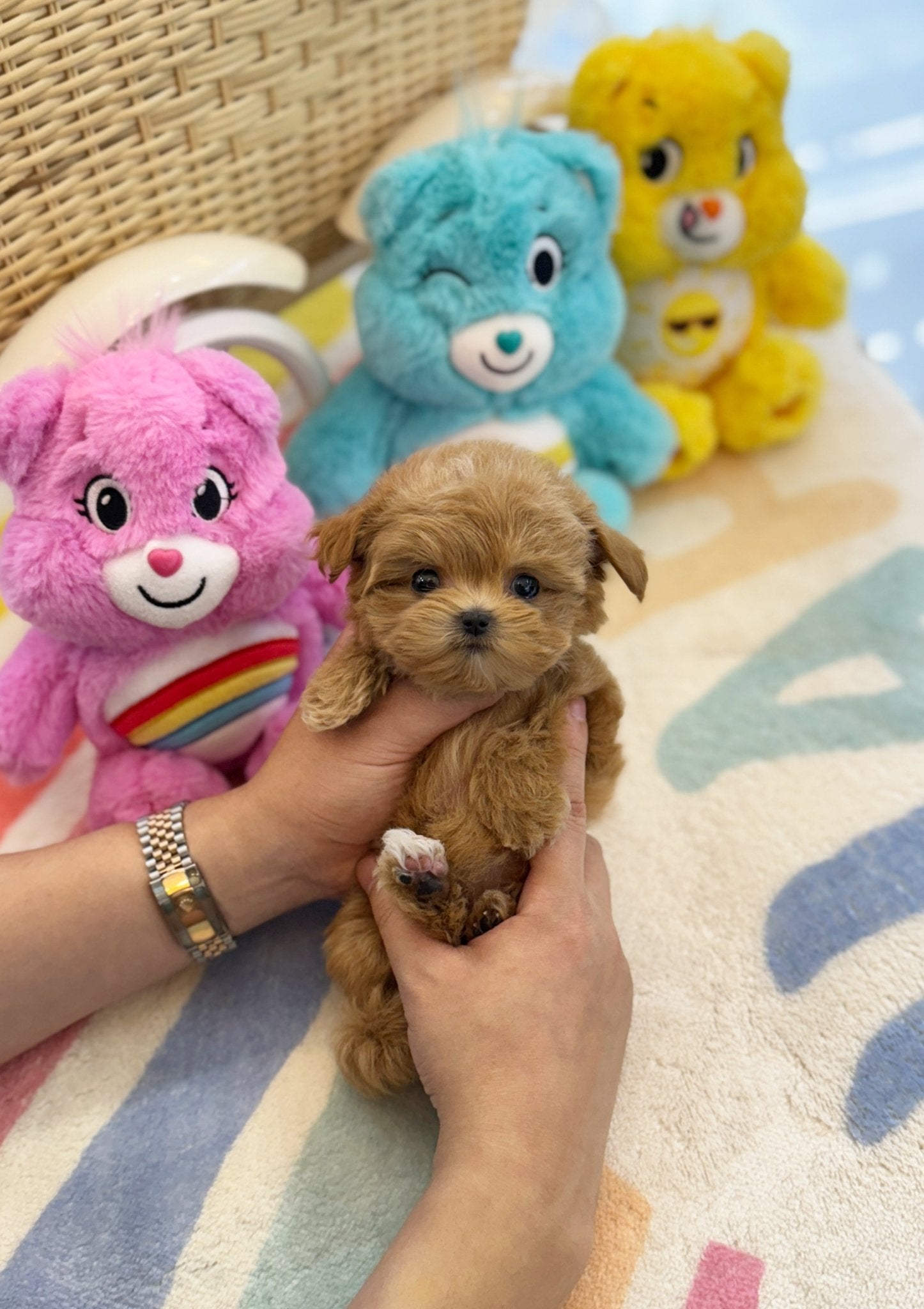 Maltipoo - Jammy(Female) - Beautiful puppy teacup puppy with adorable features available for adoption from Velydog