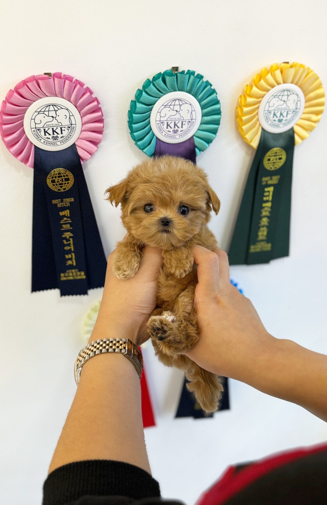 Maltipoo - Jammy(Female) - Beautiful puppy teacup puppy with adorable features available for adoption from Velydog