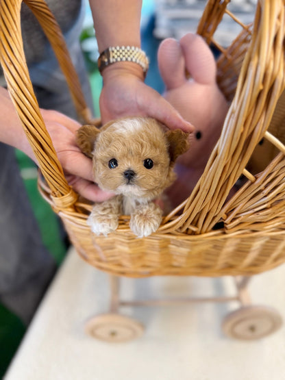 Maltipoo - Jara(Male) - Beautiful puppy teacup puppy with adorable features available for adoption from Velydog