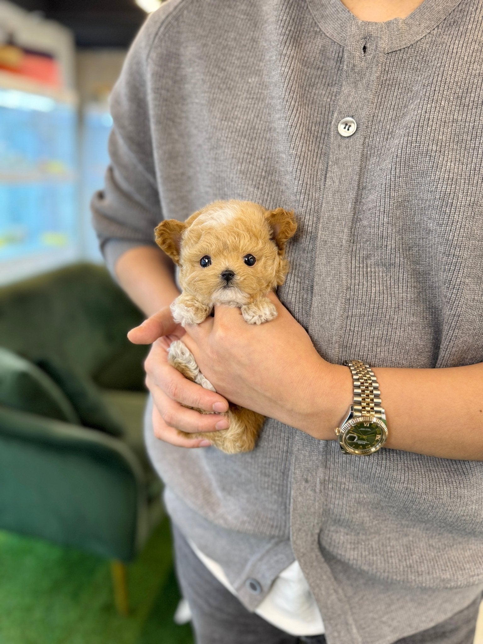 Maltipoo - Jara(Male) - Beautiful puppy teacup puppy with adorable features available for adoption from Velydog