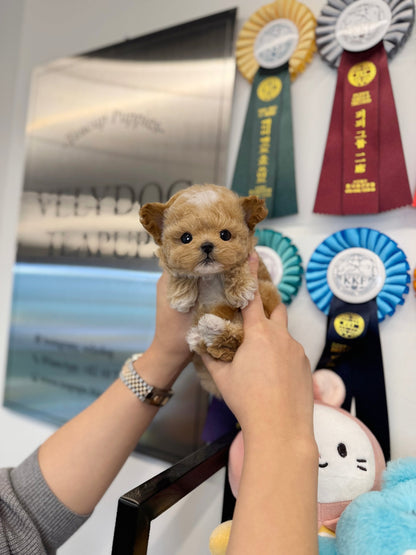 Maltipoo - Jara(Male) - Beautiful puppy teacup puppy with adorable features available for adoption from Velydog